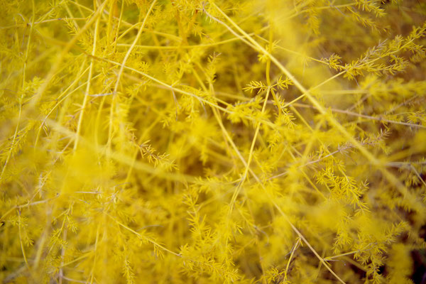 gelb stachlig Strauch Pflanze Gießen Landesgartenschau Gelände Herbst