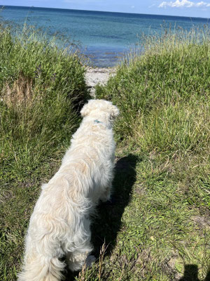 Musholm Strand.