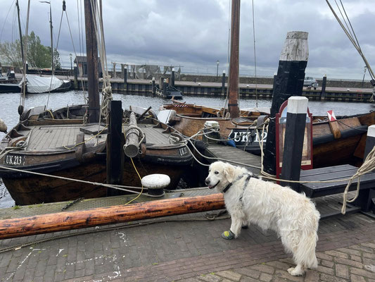 Urk Haven