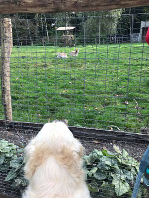 Nachtegalenpark Wilrijk.