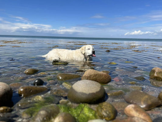 Musholm Strand.