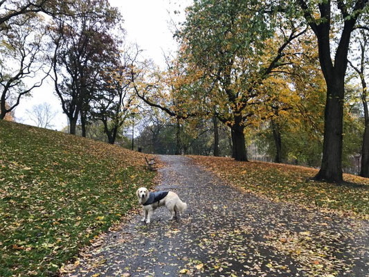 Kronobergsparken.