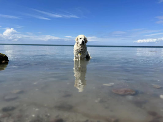 Musholm Strand.
