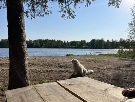 Pietilän Peruna