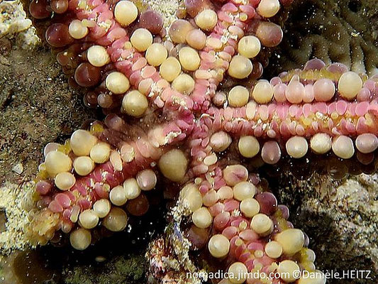 Echinaster callosus 