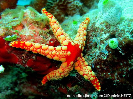 Fromia nodosa  