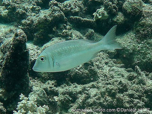 Lethrinus genivittatus 