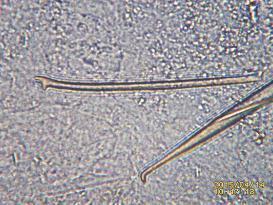 Callyspongia crassa spicules