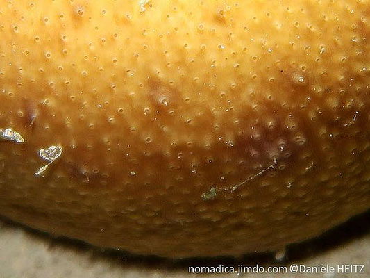 Bohadschia vitiensis 