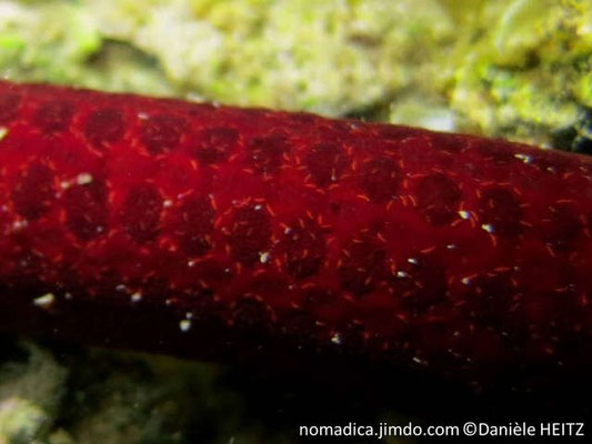 Leiaster speciosus 