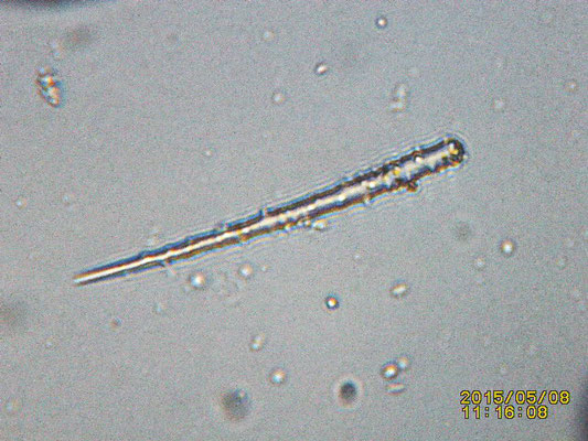 Clathria (Microciona) sp, spicule hérissée de piquants