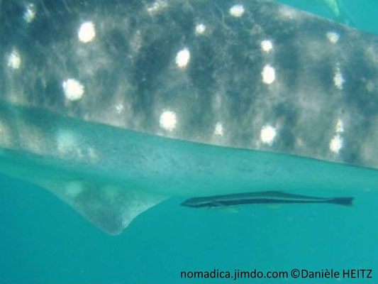 Rhincodon typus, nageoire anale  