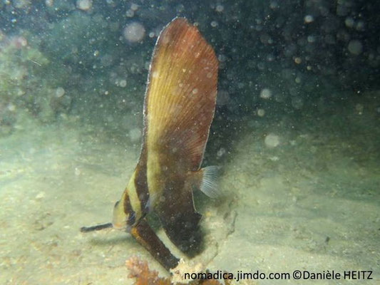 Platax orbicularis 