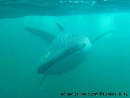 Rhincodon typus , de face 