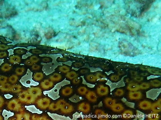 Bohadschia argus, papilles