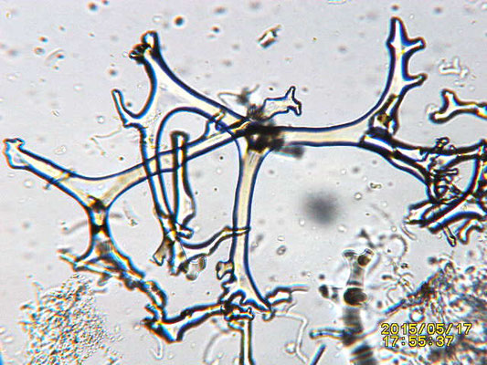 Theonella swinhoei , desmes irrégulier