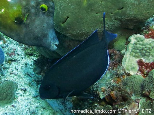 Acanthurus chirurgus 