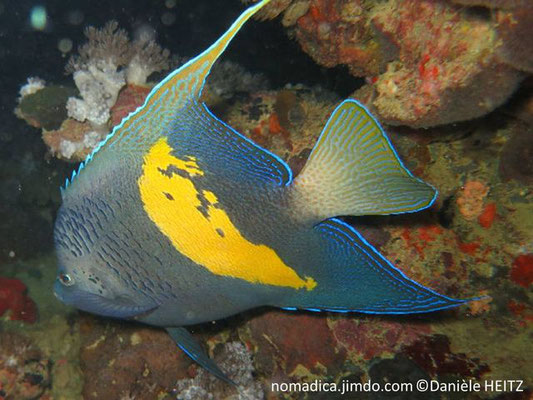 Pomacanthus maculosus  