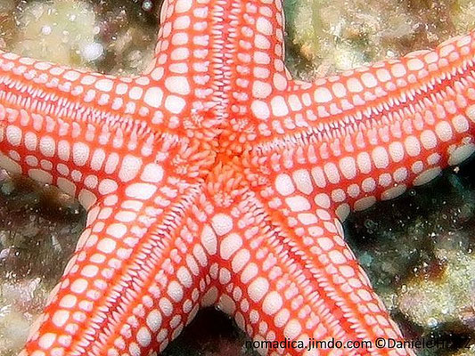 Fromia  monilis  