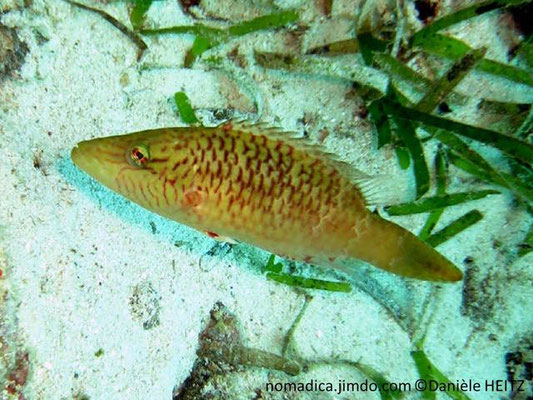 Oxycheilinus digramma 
