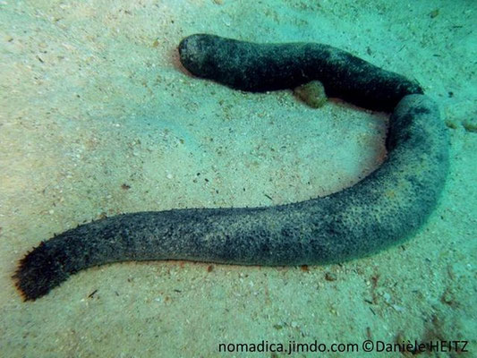 Holothuria (Mertensiothuria) leucospilota,  individu en cours de scission