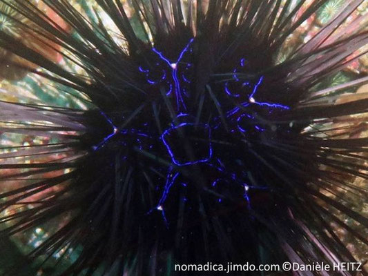 Diadema savignyi 