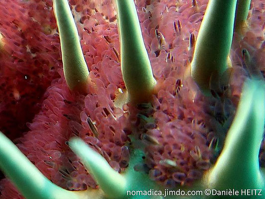 Acanthaster planci  