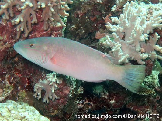 Oxycheilinus digramma 