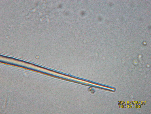 Clathria (Microciona) sp  spicule pointe