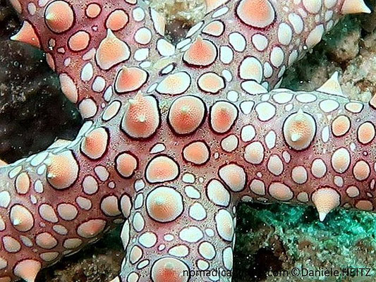 Gomophia egyptiaca  