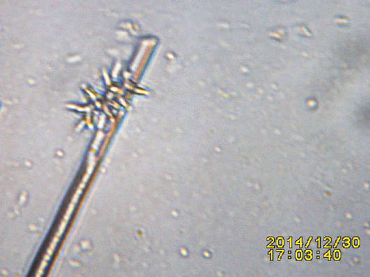 Negombata corticata, spicules et microsclères