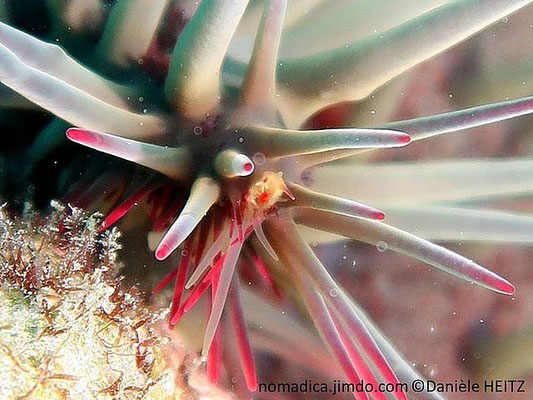 Acanthaster planci  