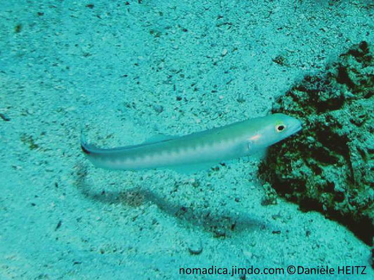 Malacanthus brevirostris , Arabie Saoudite