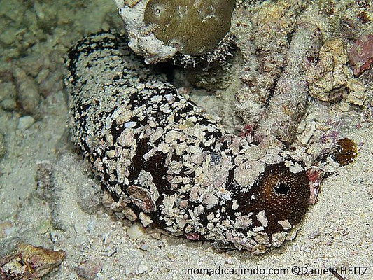 Bohadschia cousteaui 