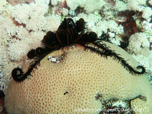 Capillaster multiradiatus 