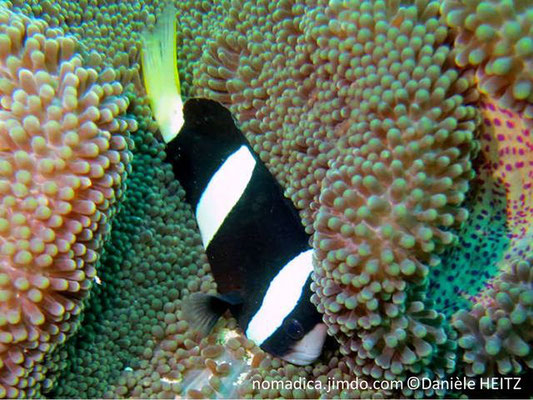 Amphiprion clarkii, Philippines, femelle