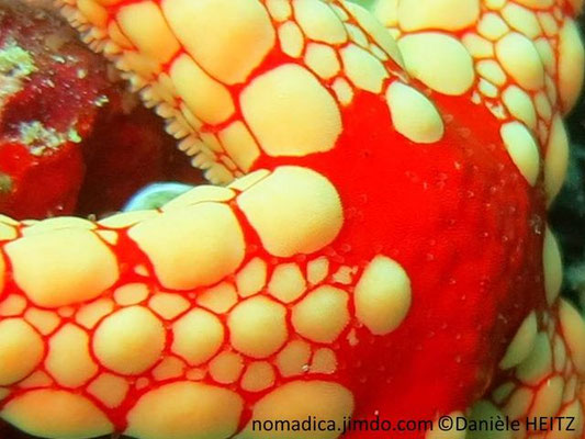 Fromia nodosa  
