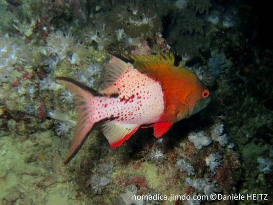 Bodianus anthioides  
