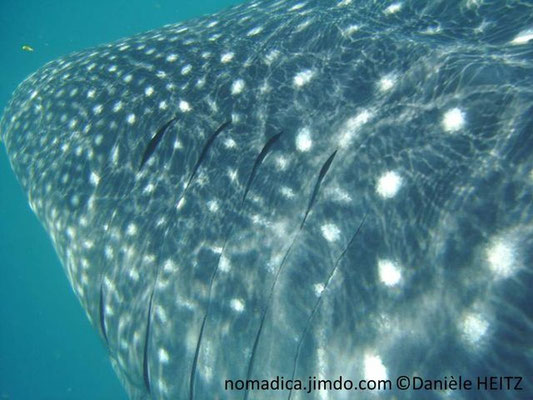 Rhincodon typus, fentes branchiales  