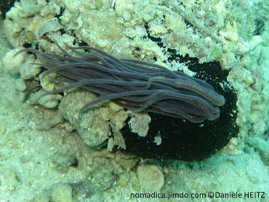 Bohadschia cousteaui 