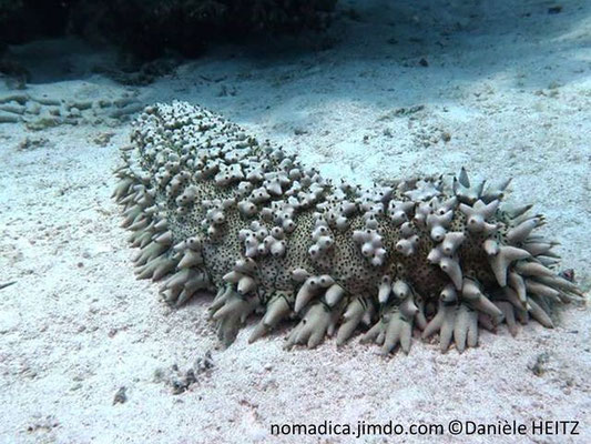 Thelenota ananas  