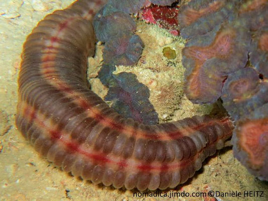 Opheodesoma spectabilis 