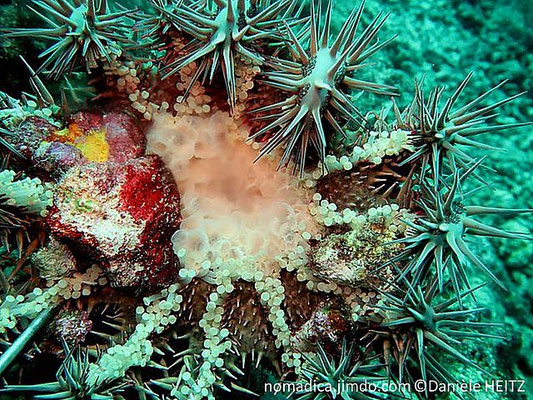 Acanthaster planci  