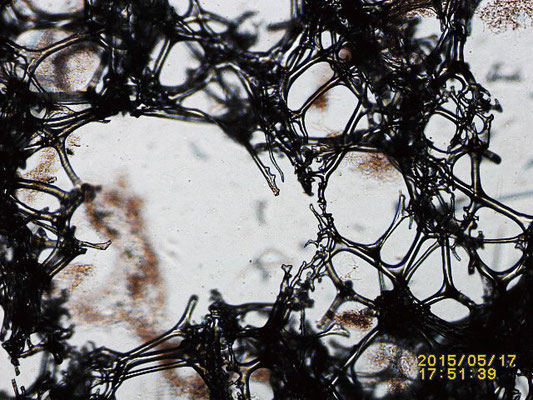 Theonella swinhoei  structure