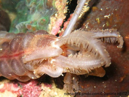 Opheodesoma spectabilis 