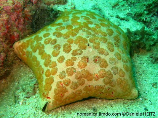 Culcita coriacea 