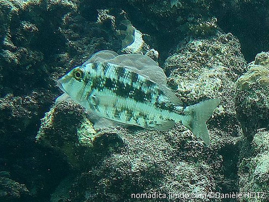 Lethrinus genivittatus 