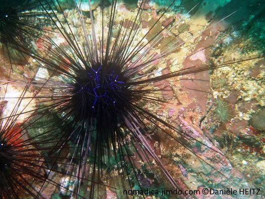 Diadema savignyi 