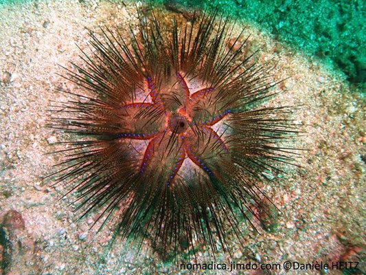 Astropyga radiata  