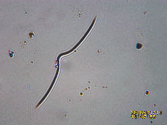 Clathria (Microciona) sp , toxe